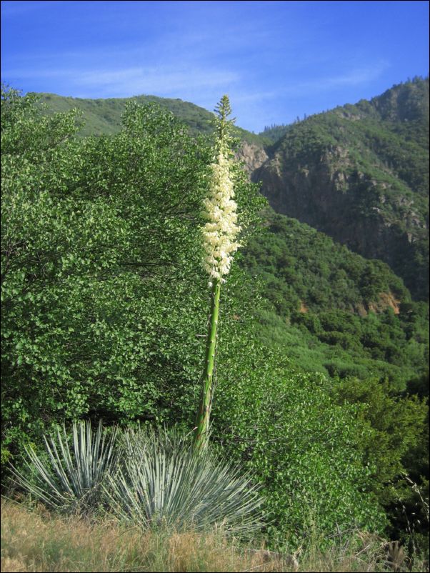 2006-06-11 Kings (52) Flowering Yucca